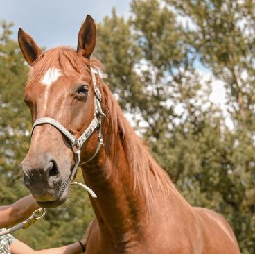 Bab - Jument thérapeute