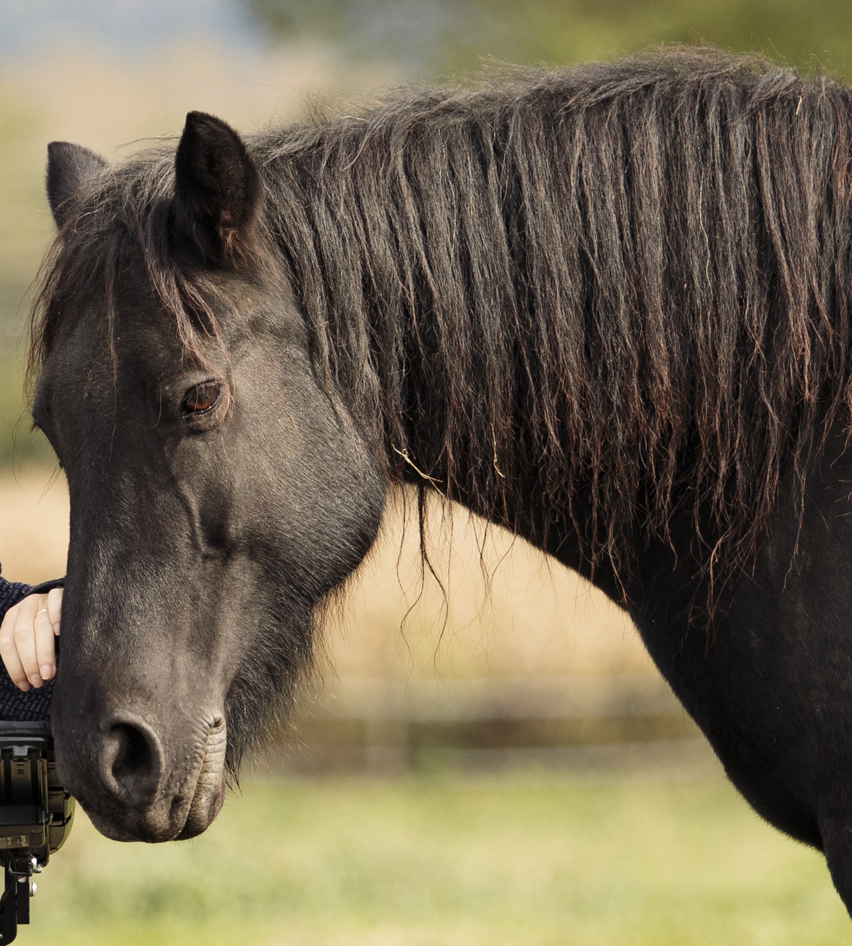 Sirène - Jument thérapeute