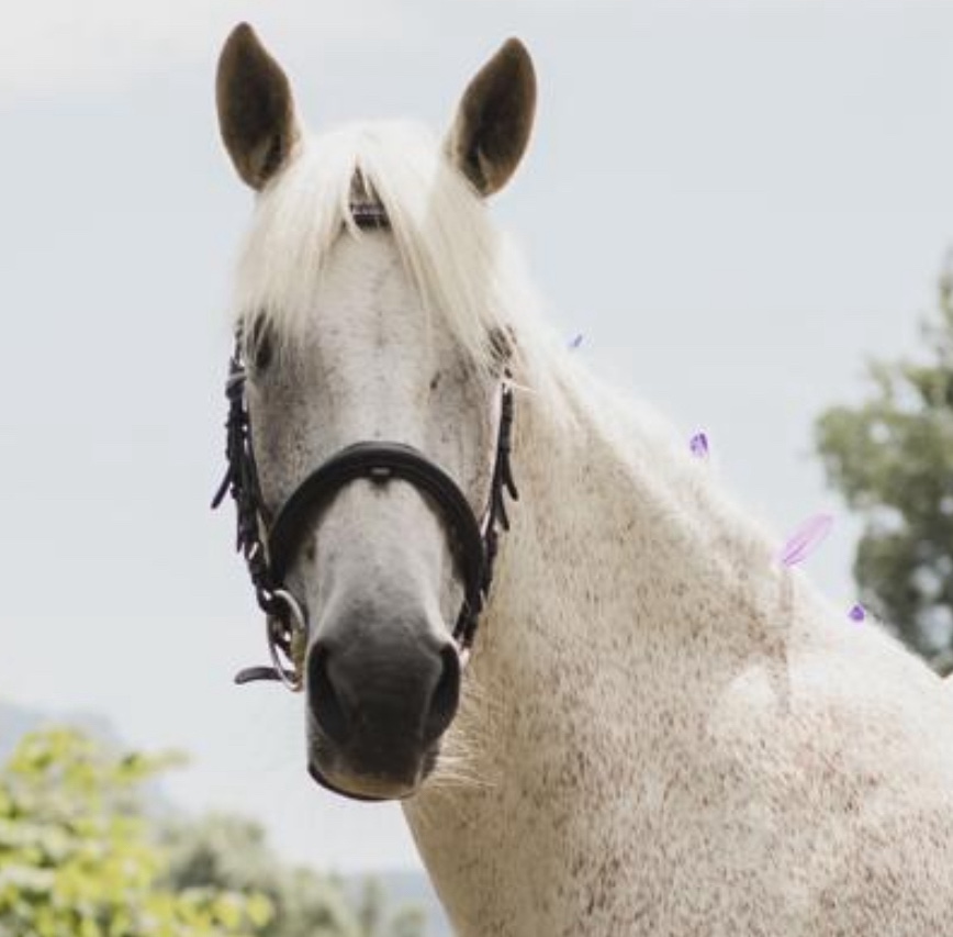 Utopia - Jument thérapeute